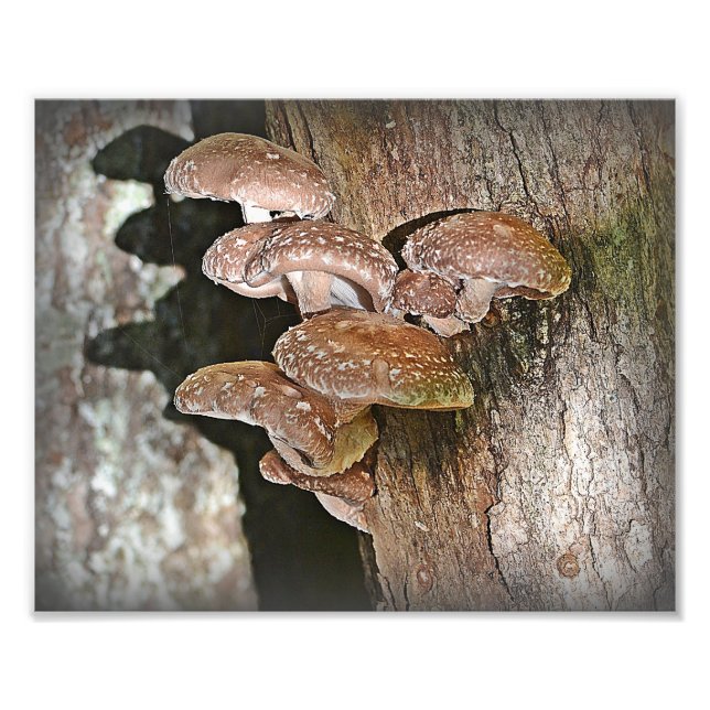 Shiitake Mushroom Photo Print (Front)