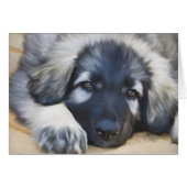 Shiloh Shepherd (Front Horizontal)