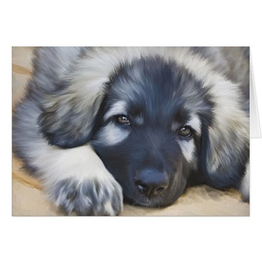 Shiloh Shepherd Cards (Front Horizontal)