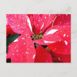 Shimmer Star Surprise Poinsettia Holiday Floral