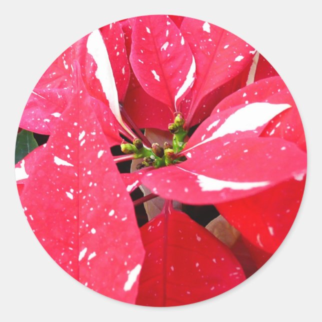 Shimmer Star Surprise Poinsettia Holiday Floral Classic Round Sticker (Front)