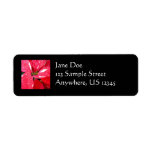 Shimmer Star Surprise Poinsettia Holiday Floral Label