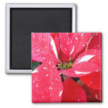 Shimmer Star Surprise Poinsettia Holiday Floral Magnet