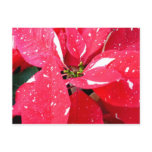 Shimmer Star Surprise Poinsettia Holiday Floral Postcard