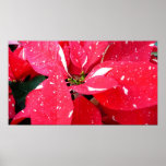 Shimmer Star Surprise Poinsettia Holiday Floral Poster