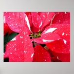 Shimmer Star Surprise Poinsettia Holiday Floral Poster