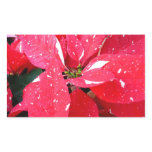 Shimmer Star Surprise Poinsettia Holiday Floral Rectangular Sticker