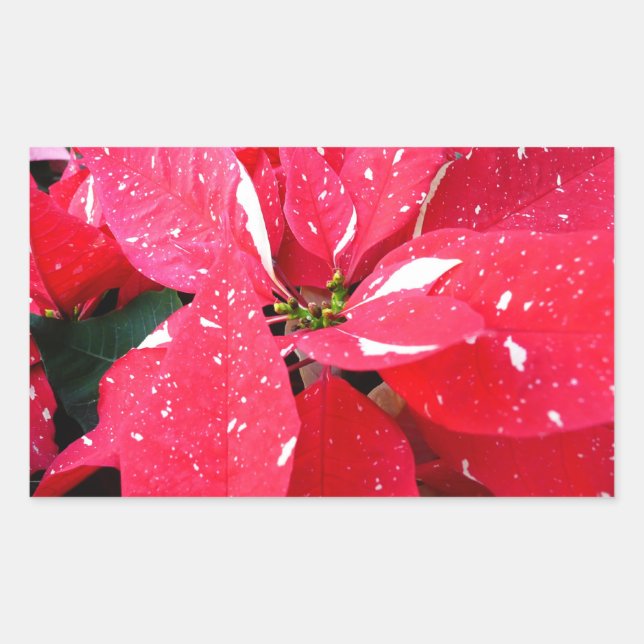 Shimmer Star Surprise Poinsettia Holiday Floral Rectangular Sticker (Front)