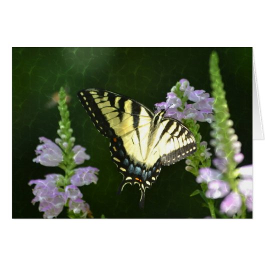 Shimmering Butterfly Cards (Front Horizontal)