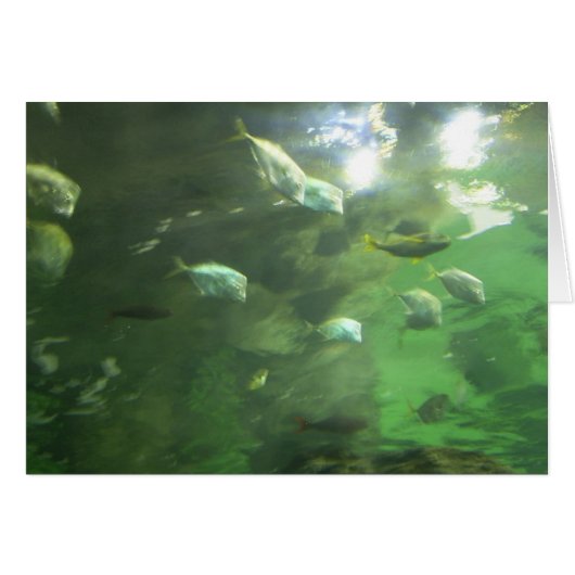 Shimmering Fish Cards (Front Horizontal)