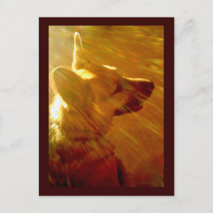 Shine On Me German Shepherd #2 Postcard