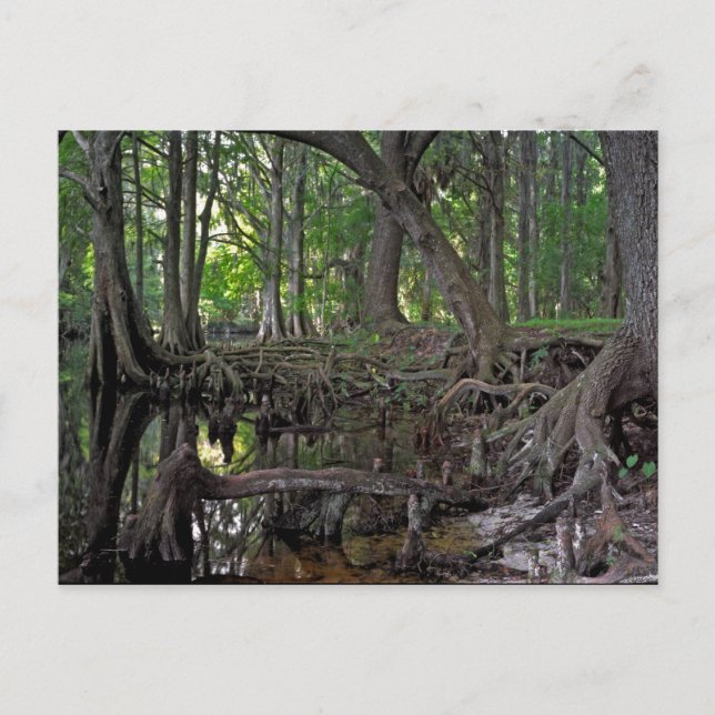 Shingle Creek. Postcard (Front)