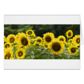 Shining Faces (Front Horizontal)