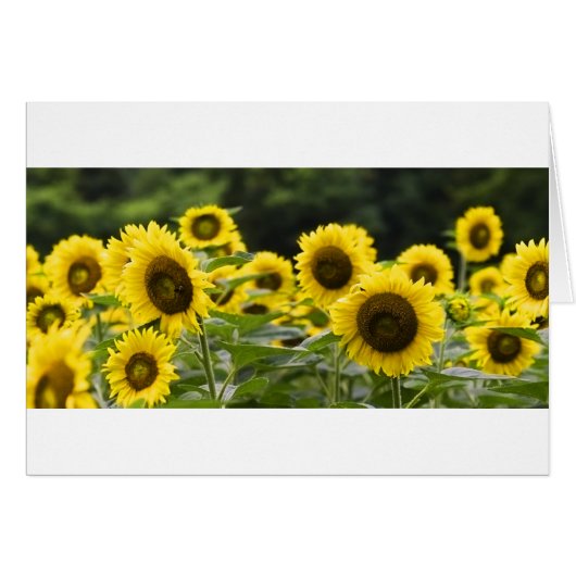 Shining Faces Cards (Front Horizontal)