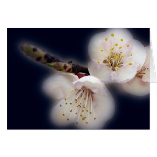 shining in moonlight (Front Horizontal)