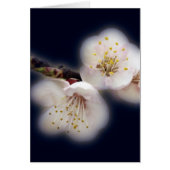 shining in moonlight (Front)