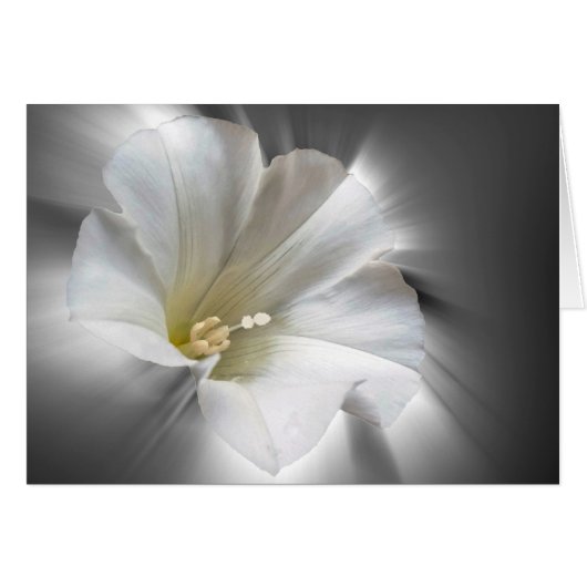 Shining in the dark (Front Horizontal)