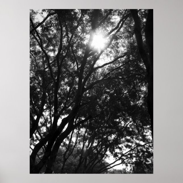 Shining into the Trees Poster (Front)