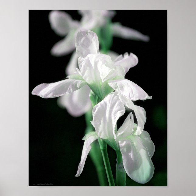 Shining Iris Flowers Photographic Art Print (Front)