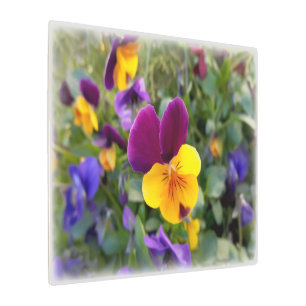 Shining pansies metal print