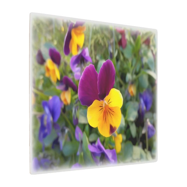 Shining pansies metal print (Angled)