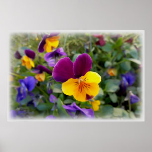 Shining pansies poster