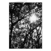 Shining Through (Front)