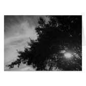 Shining Through (Front Horizontal)