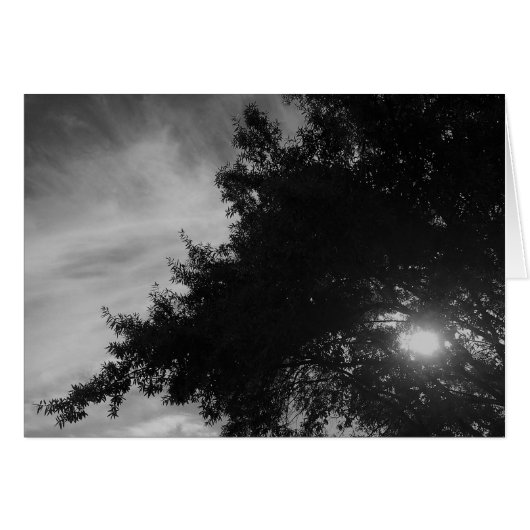 Shining Through (Front Horizontal)