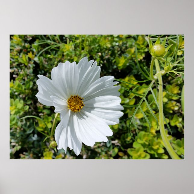 shining white flower poster (Front)