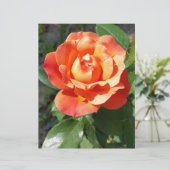 shining yellow rose (Standing Front)