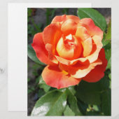 shining yellow rose (Front/Back)