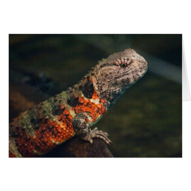 Shinisaurus crocodilurus cards (Front Horizontal)