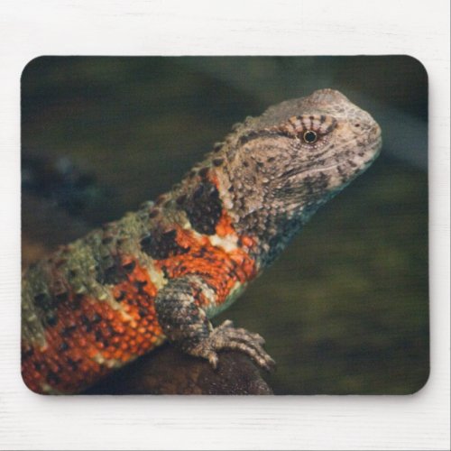 Shinisaurus crocodilurus mouse pad