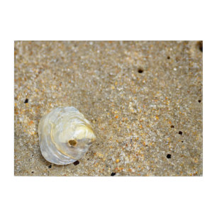 Shiny opal shell on sandy beach close up acrylic print