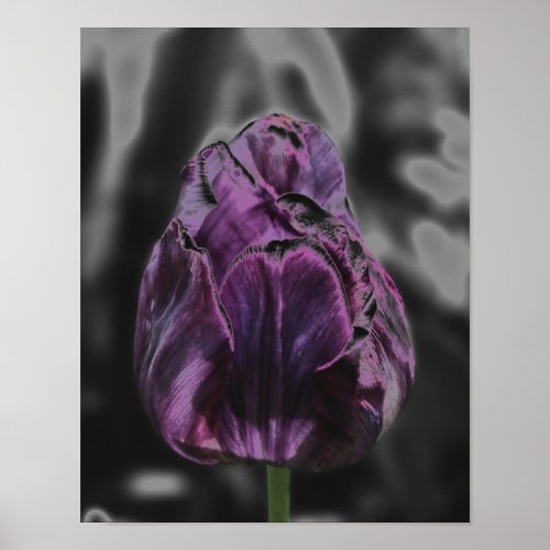 Shiny Purple Tulip Abstract Flower Art Poster