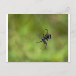 Shiny Red and Black Widow Spider Latrodectus macta Postcard