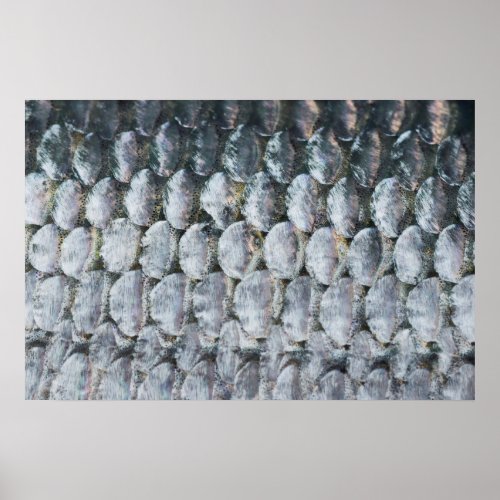 Shiny Salmon Scales Poster