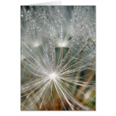 Shiny waterdrops on a white dandelion (Front)