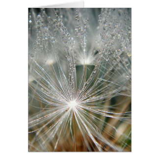 Shiny waterdrops on a white dandelion