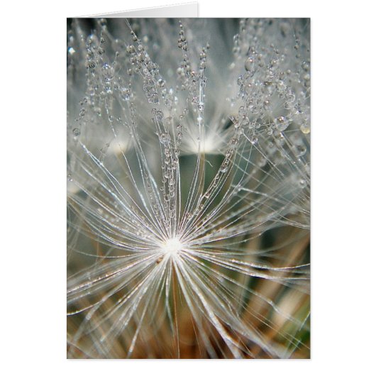 Shiny waterdrops on a white dandelion (Front)
