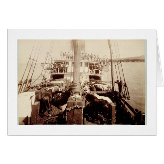 Shipping Cattle on the 'W.G. Hall', Hawaii, 1890s (Front Horizontal)