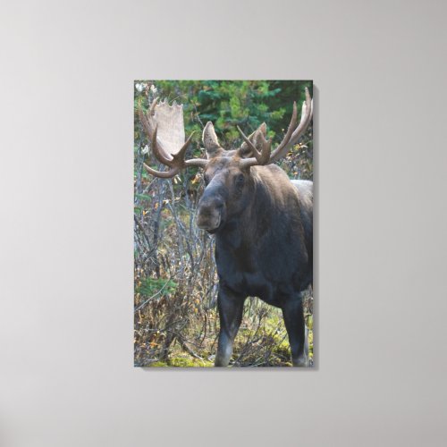 Shiras Bull Moose 1 Canvas Print