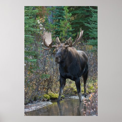 Shiras Bull Moose 1 Poster