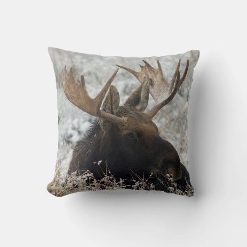 Shiras Bull Moose 2 Throw Pillow