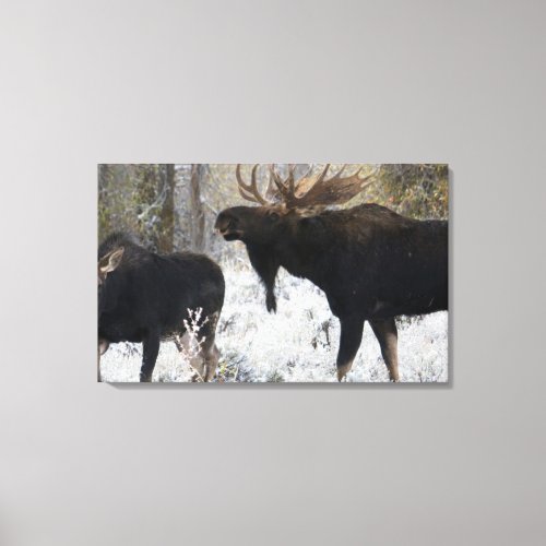 Shiras Bull Moose Courting Cow Moose Canvas Print