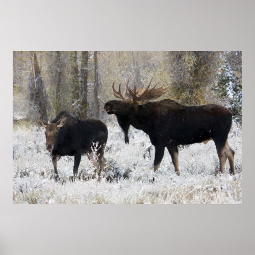 Shiras Bull Moose Courting Cow Moose Poster