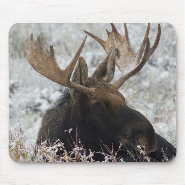 Shiras Bull Moose Mouse Pad (Front)