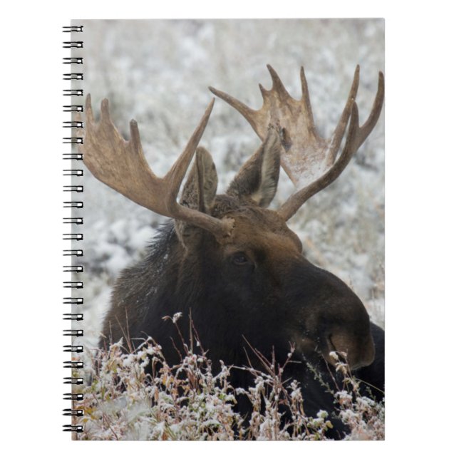 Shiras Bull Moose Notebook (Front)