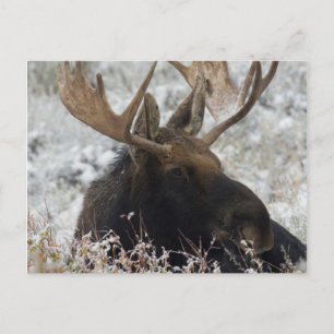 Shiras Bull Moose Postcard